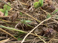 Omocestus viridulus
