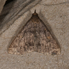 Renia discoloralis