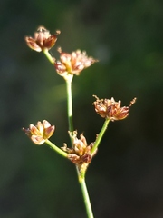Juncus articulatus