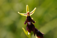 Ophrys insectifera