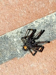 Latrodectus mactans