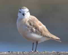 Charadrius marginatus