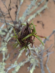 Diplacus aurantiacus