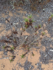 Diplacus aurantiacus