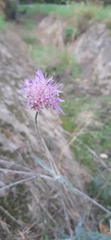 Dipsacoideae