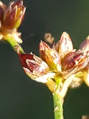 Juncus articulatus