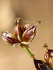 Juncus articulatus