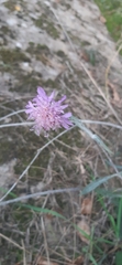 Dipsacoideae