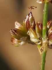 Juncus articulatus