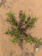 Diplacus aurantiacus