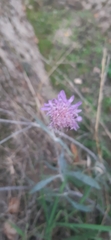 Dipsacoideae