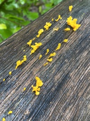 Dacrymycetaceae
