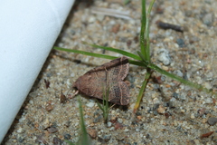 Orthodes majuscula