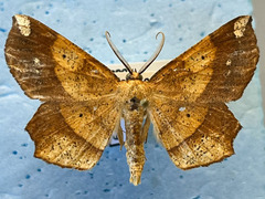 Euchlaena amoenaria
