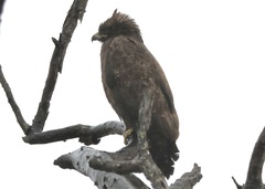 Hieraaetus wahlbergi