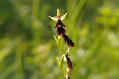 Ophrys insectifera