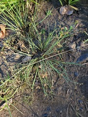 Juncus articulatus