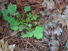 Aquilegia canadensis