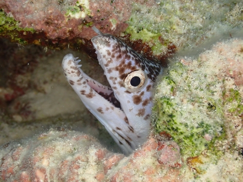 Spotted Moray