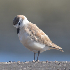 Charadrius marginatus