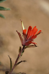 Castilleja hispida hispida