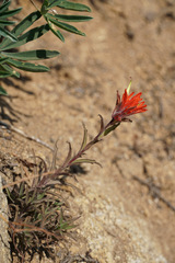Castilleja hispida hispida