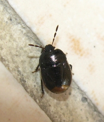 Legnotus limbosus