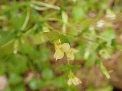 Gentiana douglasiana
