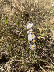 Symphyotrichum divaricatum