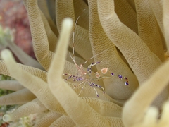 Periclimenes yucatanicus