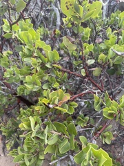 Arctostaphylos crustacea