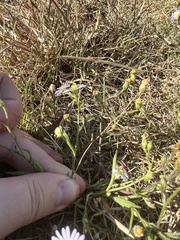 Symphyotrichum divaricatum
