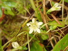 Gentiana douglasiana