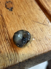 Oreohelix