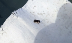 Bostrichidae