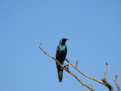 Lamprotornis australis