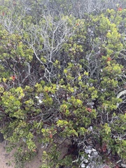 Arctostaphylos crustacea
