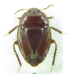 Macroscytus brunneus