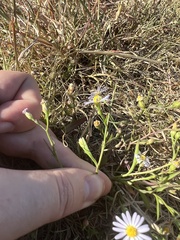 Symphyotrichum divaricatum