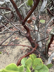 Arctostaphylos crustacea