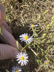 Symphyotrichum divaricatum