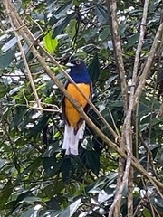 Trogon viridis