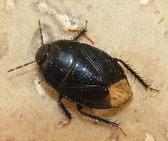 Macroscytus brunneus