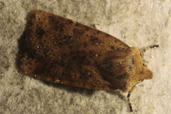 Conistra rubiginea