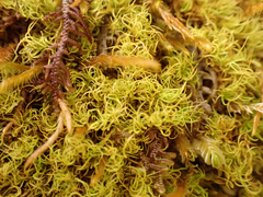 Tortella tortuosa