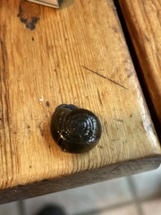 Oreohelix