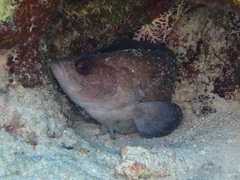 Rypticus saponaceus
