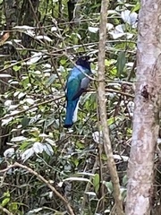 Trogon viridis