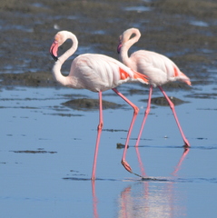 Phoenicopterus roseus