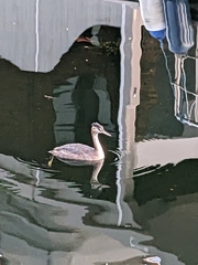 Podiceps cristatus